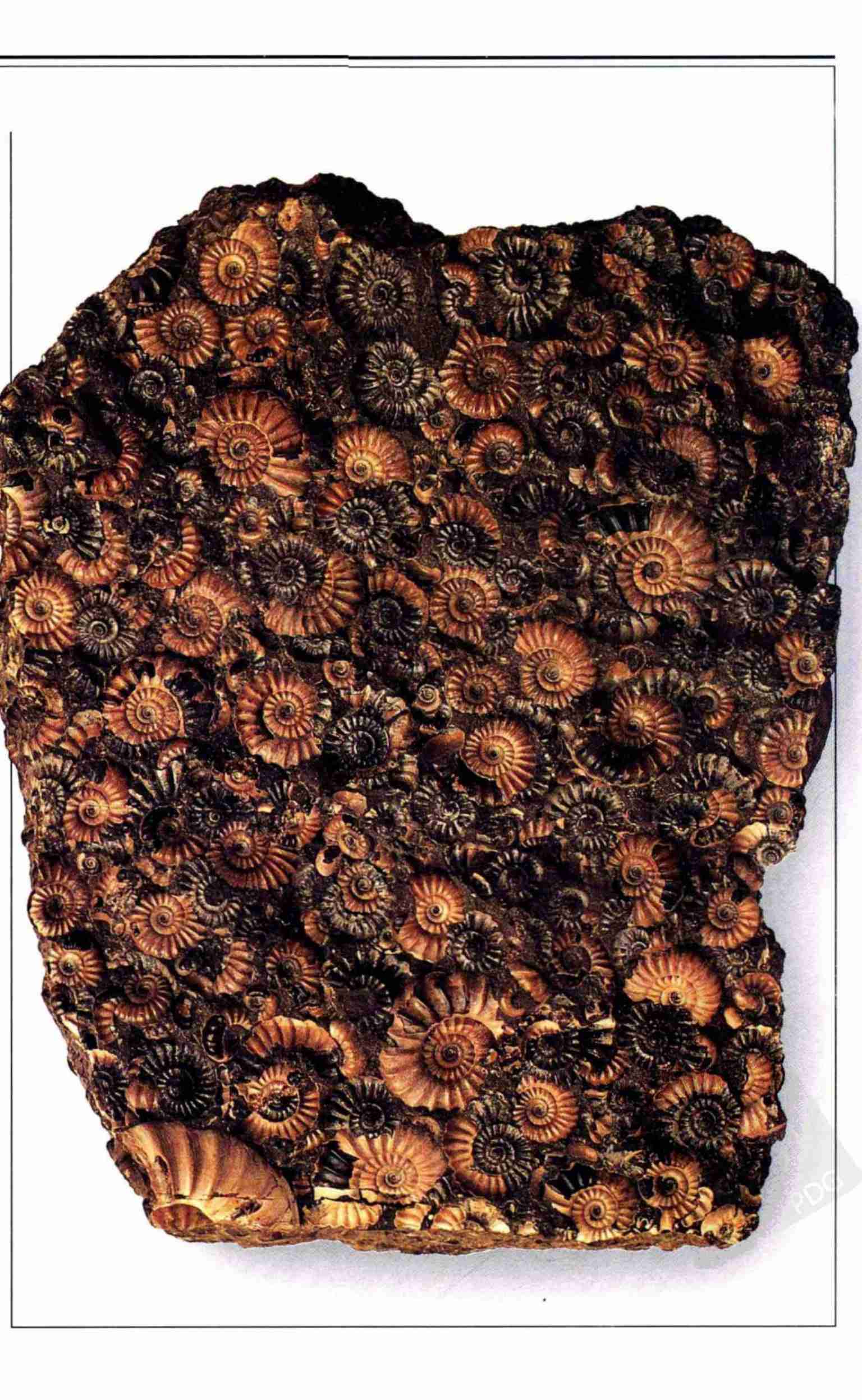 化石  全世界500多种化石的彩色图鉴 (沃克) .pdf-3-预览