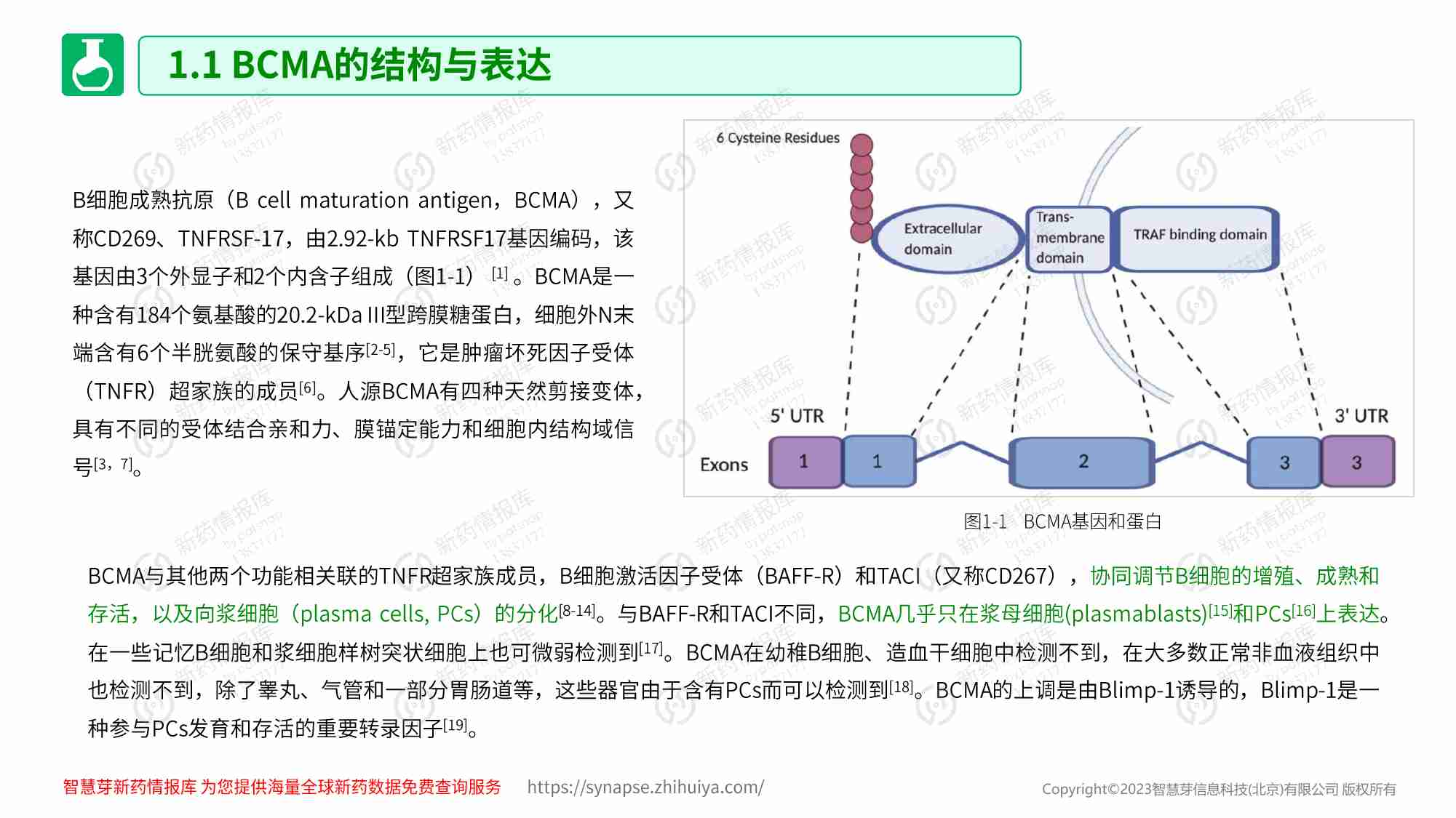 智慧芽 -BCMA抑制剂的管线及专利调研报告2023.pdf-4-预览