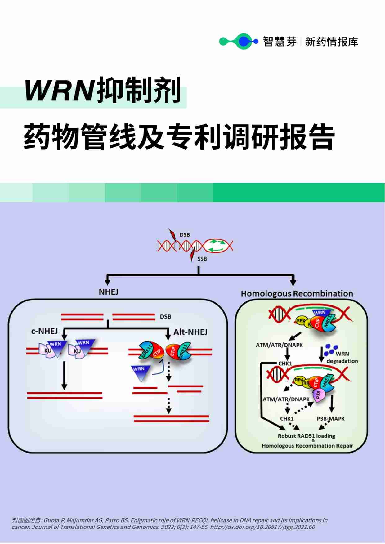 医药 -WRN抑制剂药物管线及专利调研报告 2023.pdf-0-预览