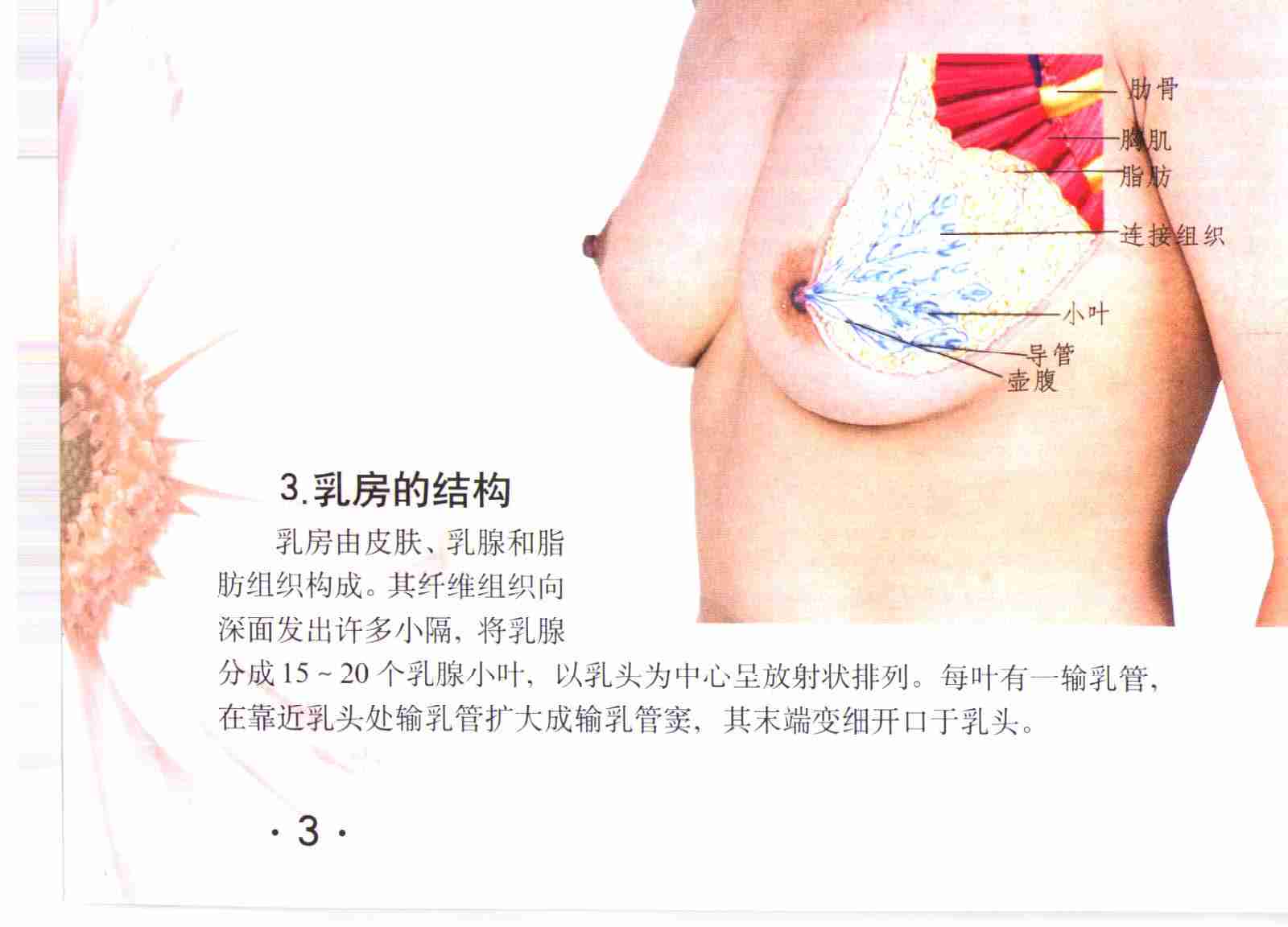 女性胸保健按摩彩色图谱.pdf-4-预览